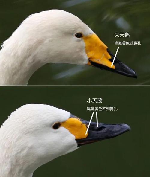 梦见黄鹄周公解梦，梦见黄鹄是什么意思？