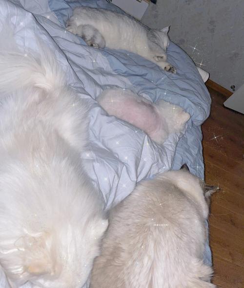 梦见狗猫在自己被子里