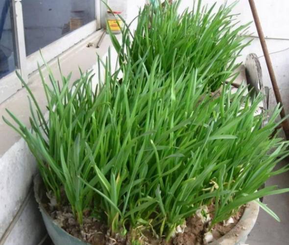 过了惊蛰适合种什么蔬菜