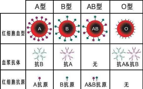 罕见血型有哪些