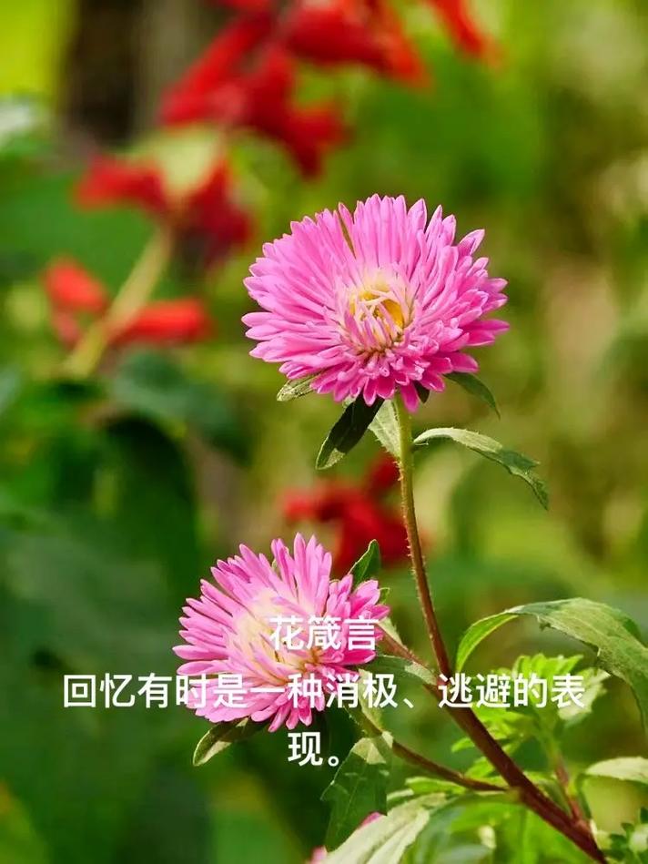 8月11日生日花语:翠菊,8月11日是什么星座?