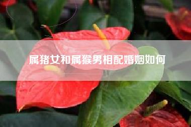 属猪女和属猴男可以结婚吗?属猴男性格和脾气?