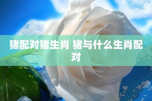 属猪和什么属相般配