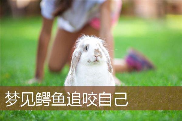 梦见鳄鱼追咬自己吓醒预示着什么