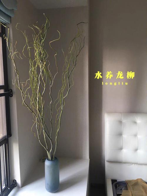 龙柳枝放家里好吗