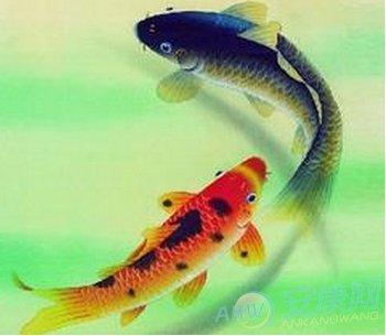 梦见鱼在水里游