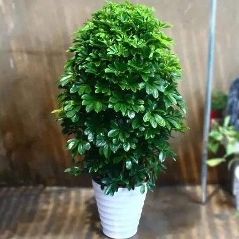 属鼠适合养什么花