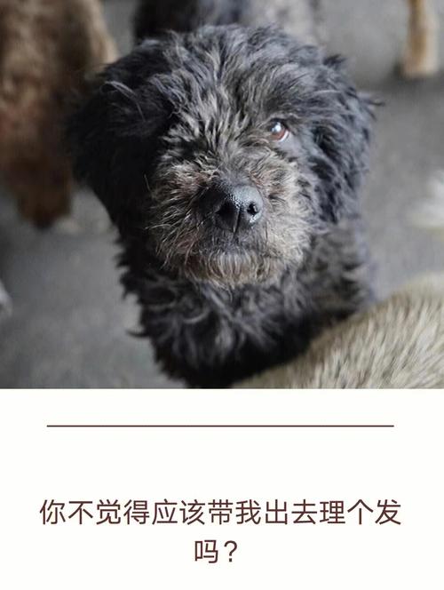 属狗女有个疼自己的哥哥是什么体验