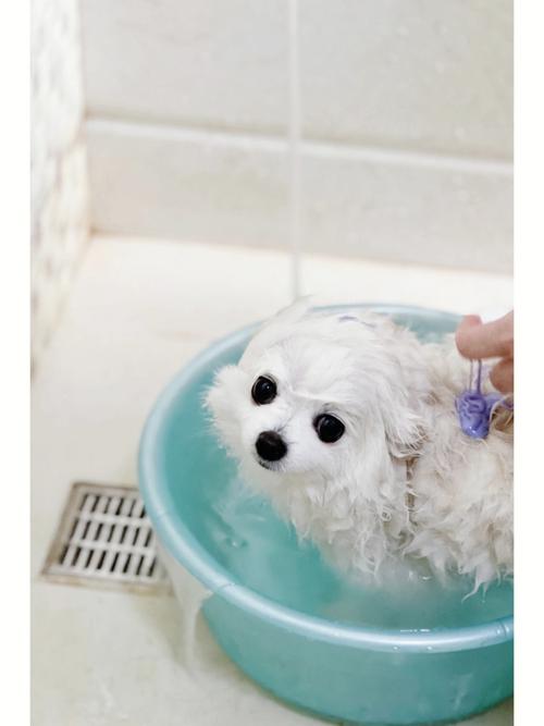 梦见给大给狗洗澡