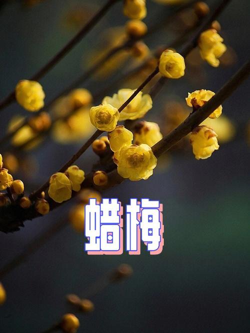 花语大全:蜡梅的花语及象征意义