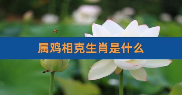 属鸡相克的属相是什么