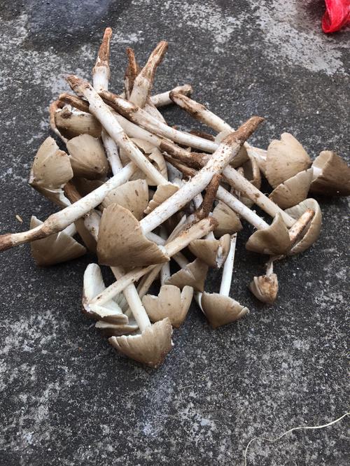 梦见捡鸡纵