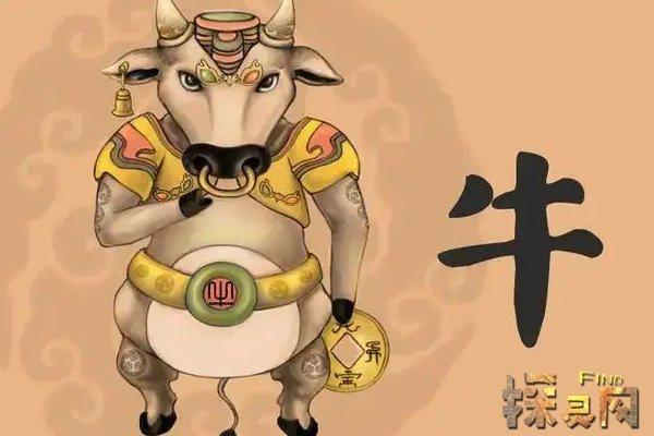 为何属牛的不怕本命年,本命年需要注意什么