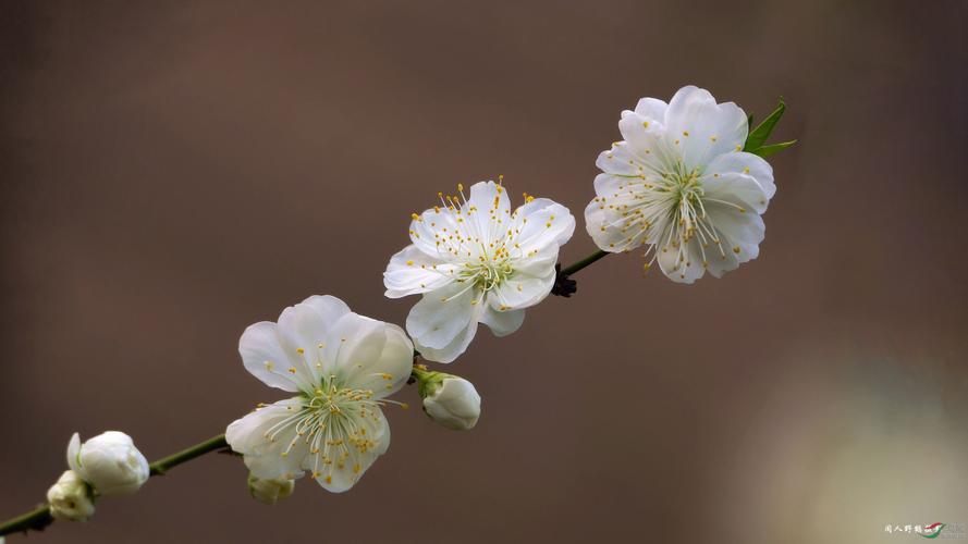 梦见开白色的桃花