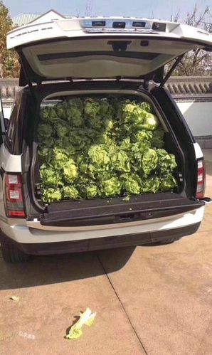 梦见拉一车白菜