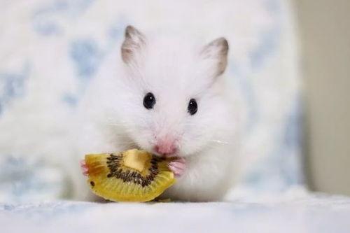 生肖鼠2022年养宠物猫好不好,属鼠人适合的宠物种类