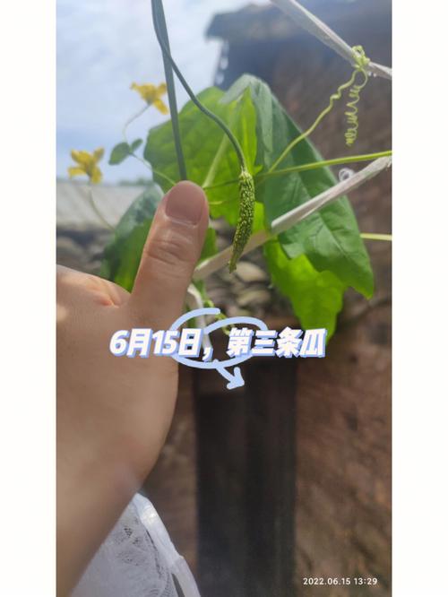 梦见摘苦瓜周公解梦，梦见摘苦瓜是什么意思？