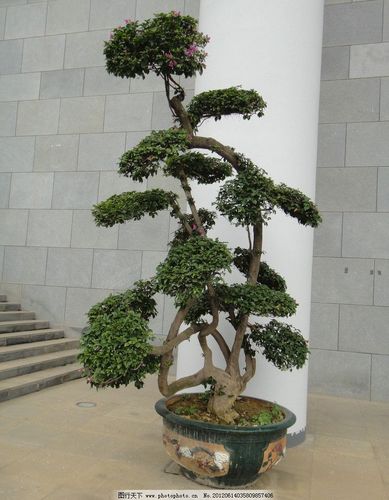 梦见好大一颗盆景树