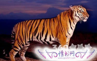女人常梦见老虎