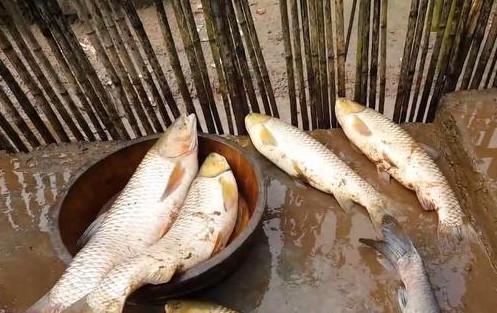 梦见别人捕鱼 梦见别人捕鱼收网好多大鱼