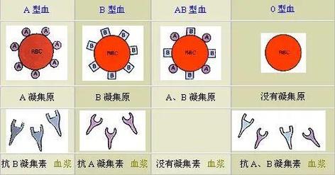 AB型血的正确减压方式