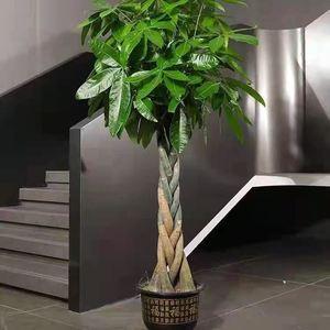 办公室旺财植物摆什么最招财