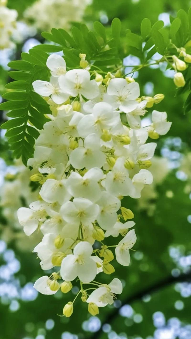 梦见槐树上开满槐花