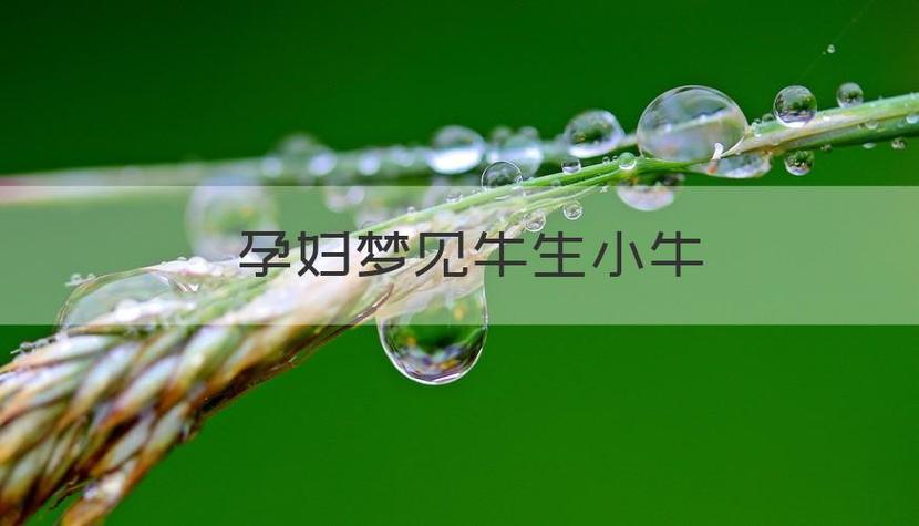 怀孕梦见牛生男生女