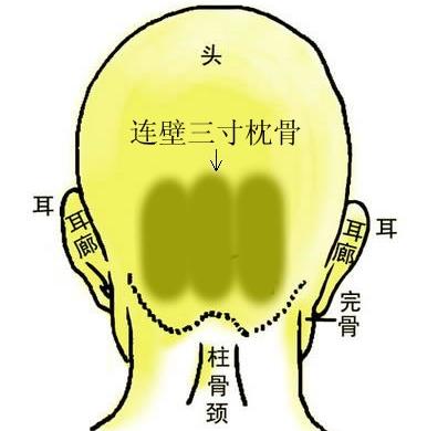 骨相大全——连环背枕骨