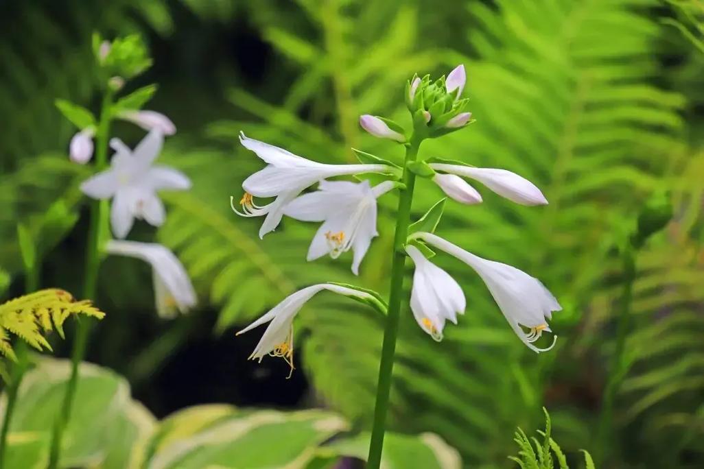 玉簪花花语,玉簪花传说故事