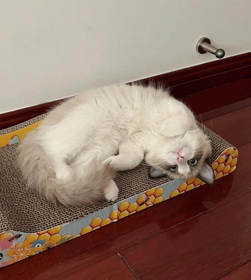 猫跑到家里是什么征兆
