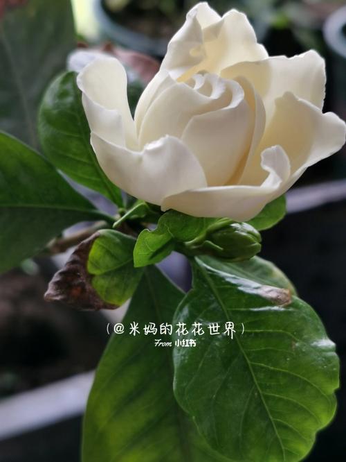 梦见栀子花意味着什么
