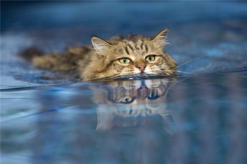 梦见猫在水里有很多猫在游泳