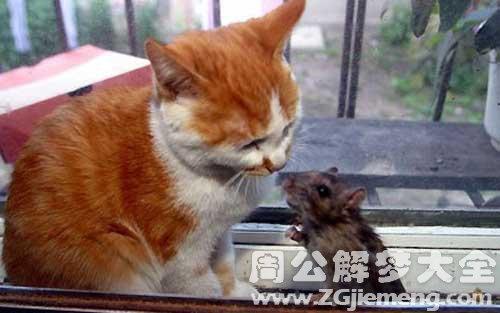 梦见大老鼠和猫打架