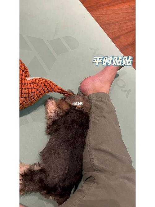 属狗女生气了怎么哄