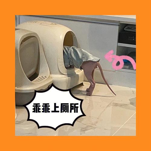 梦见上厕所结果尿床了是怎么回事