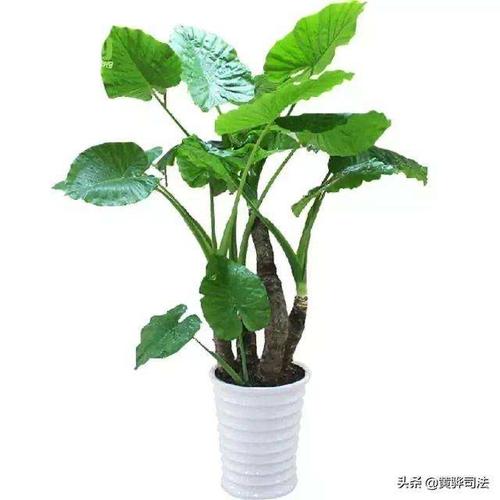 梦见滴水观音