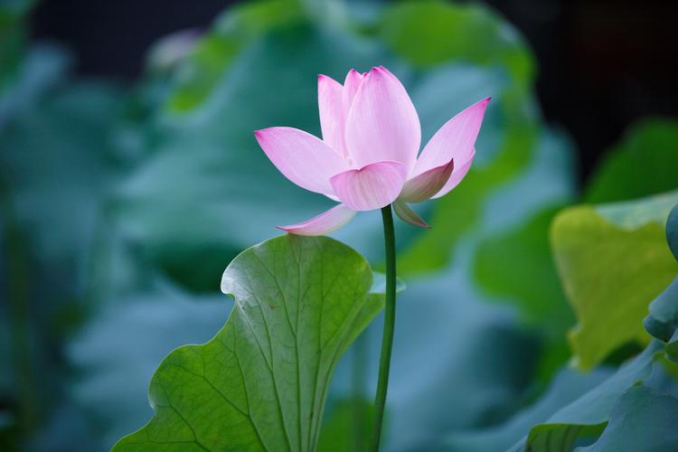 荷花风水