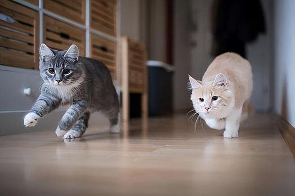 梦见猫跑来跑去