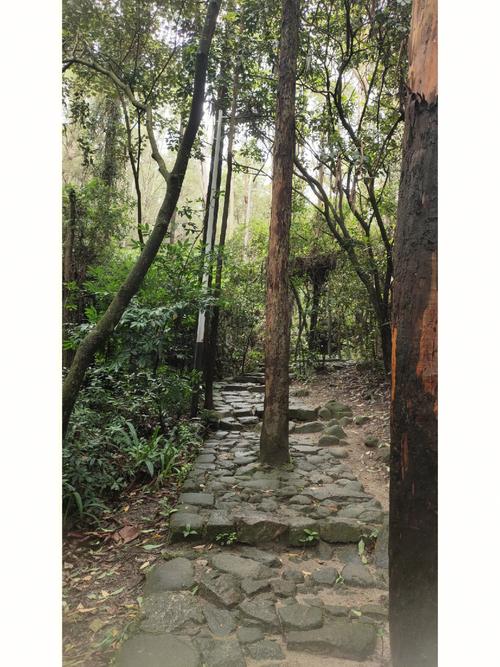 梦见水涨到山顶上