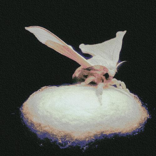 梦见好多蝉蛹是什么意思