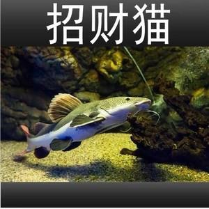能旺财的风水鱼:招财猫鱼颜色分几种