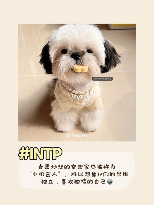 迷人的棕色宠物狗的名字奇思妙想