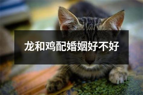 鸡与鸡相配婚姻好不好