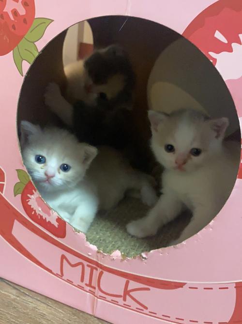 属狗可以养猫或养狗吗