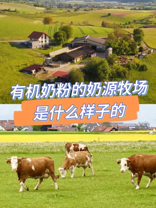 梦见奶牛是好的寓意吗?