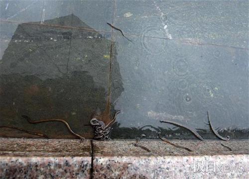 梦见蚯蚓缠身有什么征兆