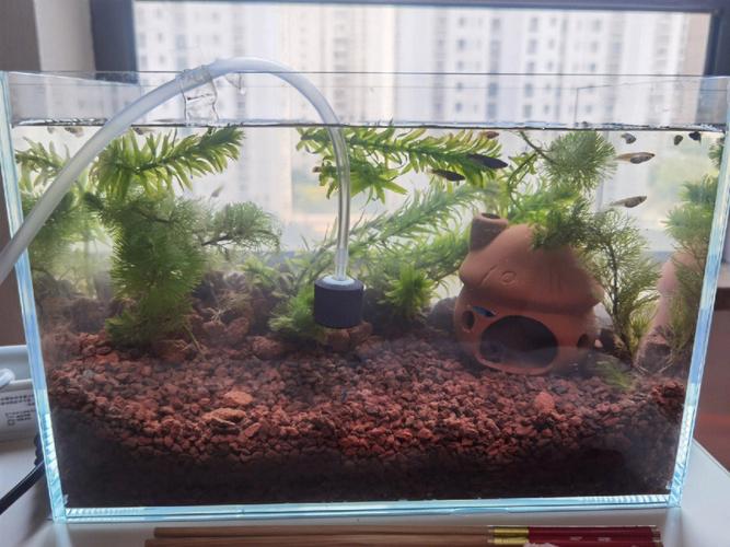 梦见捞水草