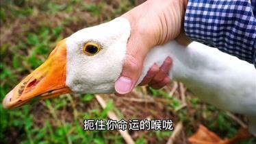 梦见抓住鹅