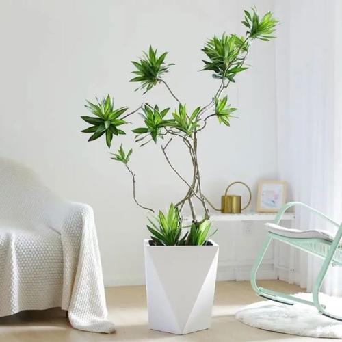 护宅驱邪的家居风水植物